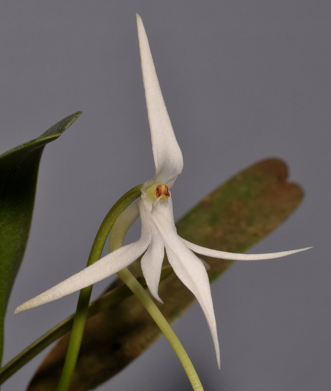Jumellea arborescens. Close-up.