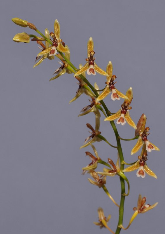 Nabaluia angustifolia