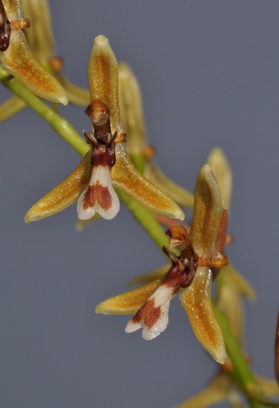 Nabaluia angustifolia. Closer.