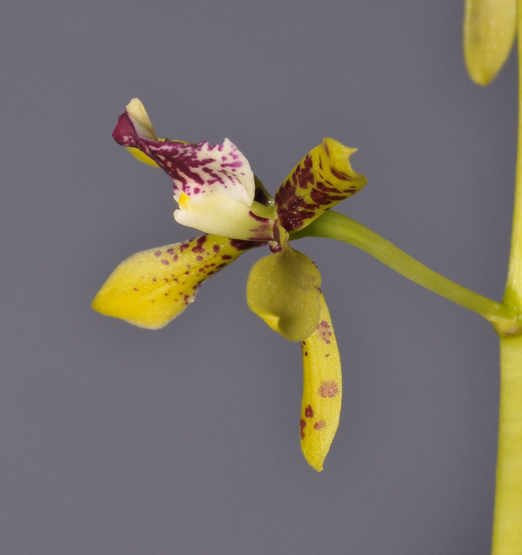 Prosthechea sceptra. Close-up side.