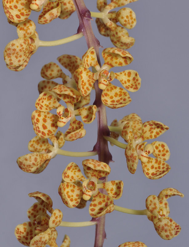Rhinerrhizopsis moorei. Closer.