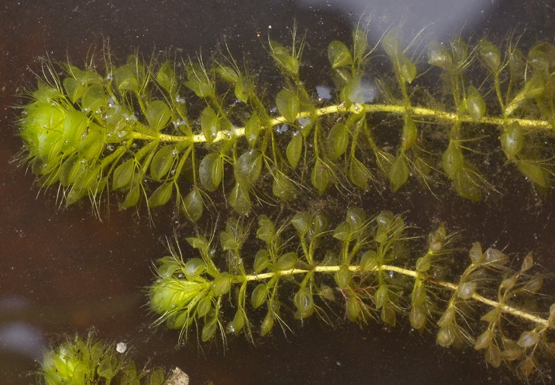 Aldrovanda vesiculosa. Closer.