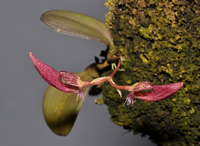 Bulbophyllum mirum