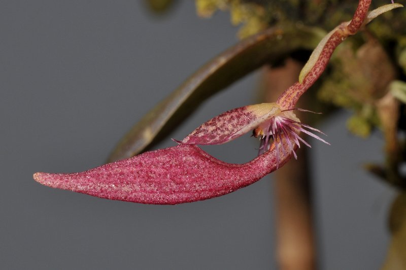 Bulbophyllum mirum. Closer.