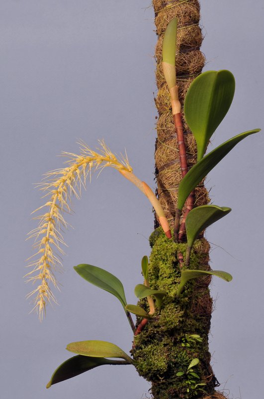 Bulbophyllum sp.