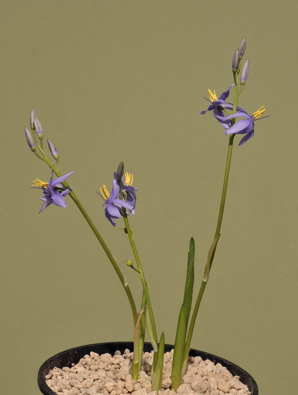 Cyanastrum johnstonii