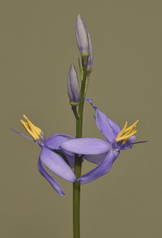 Cyanastrum johnstonii. Close-up.
