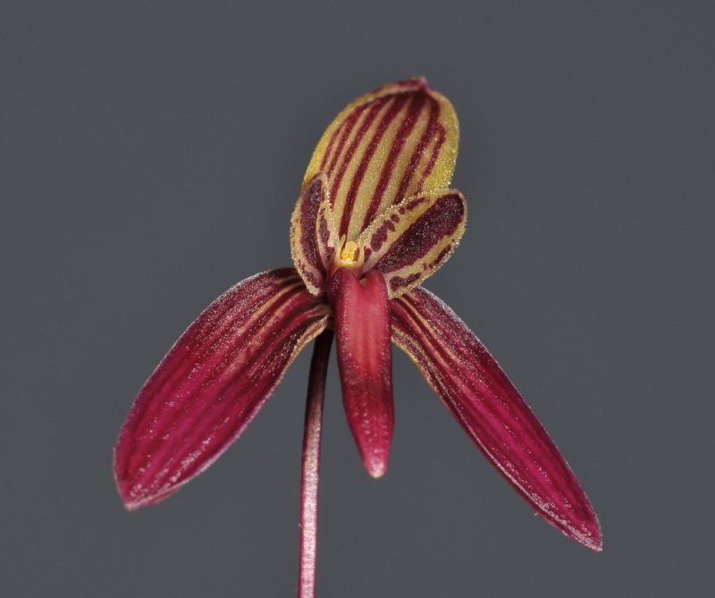 Bulbophyllum josii. Close-up.