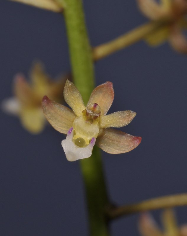 Cleisostoma williamsonii. Close-up.