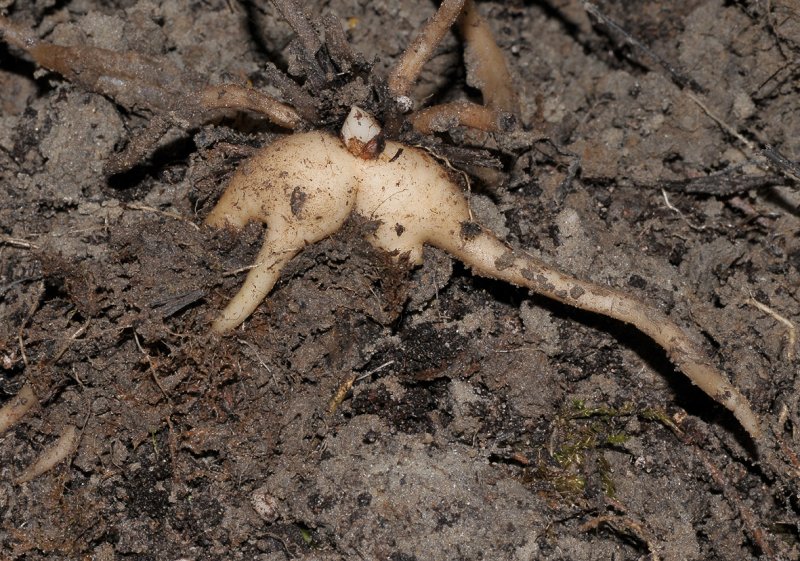 Dactylorhiza praetermissa mutant. Tuber.