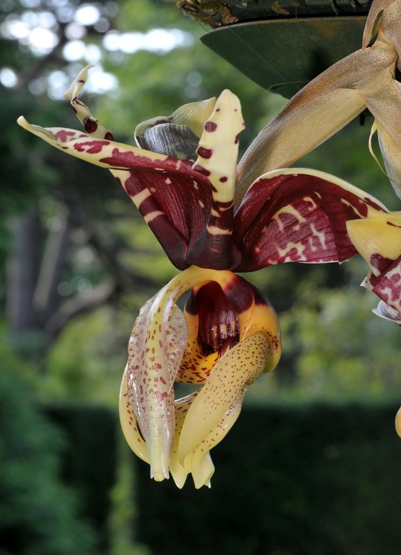 Stanhopea tigrina var. nigroviolacea. Close-up.