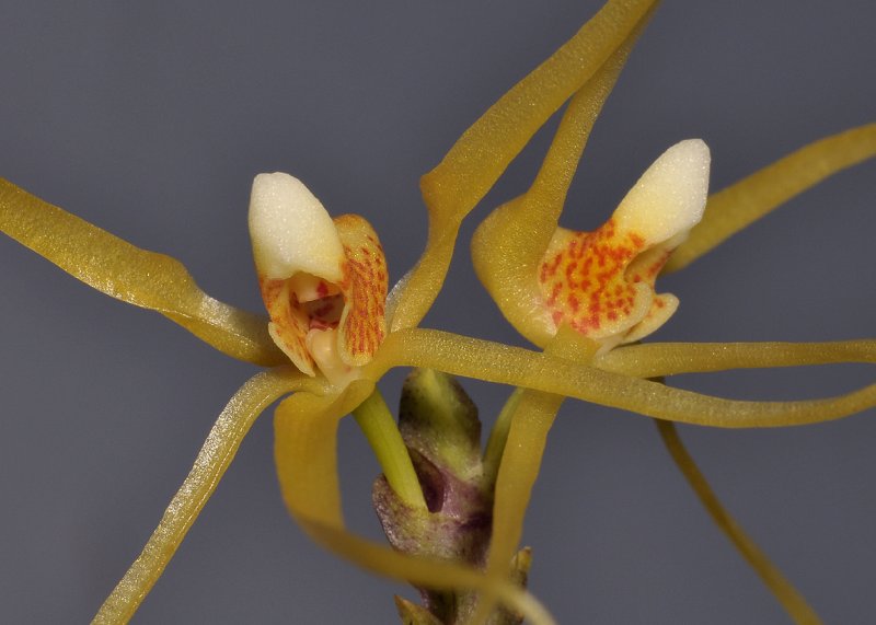 Thrixspermum centipeda. Close-up.