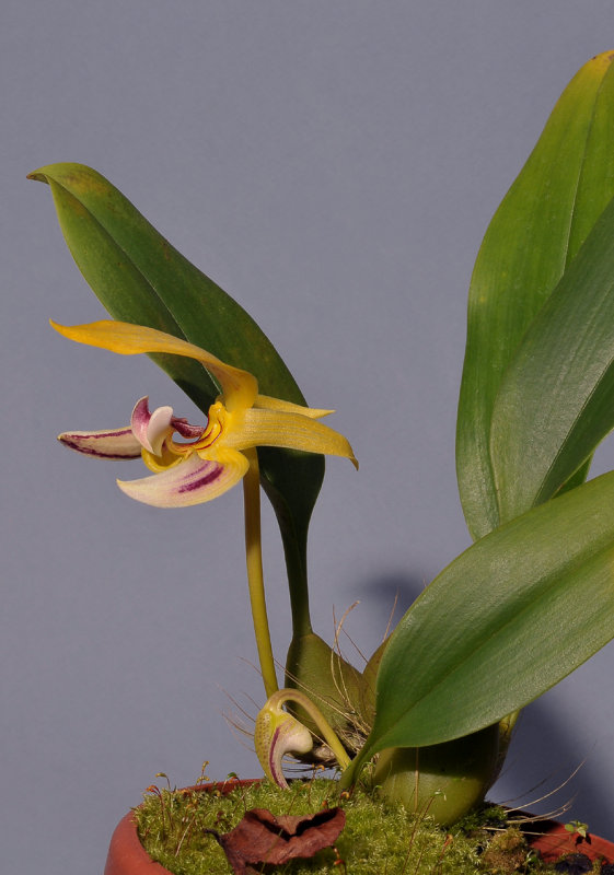 Bulbophyllum dearei