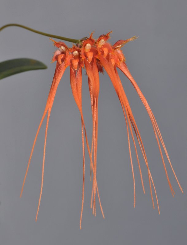 Bulbophyllum pecten-veneris. Orange.