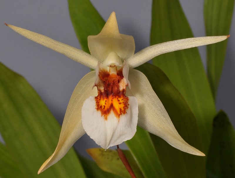 Coelogyne eberhardtii. Closer.