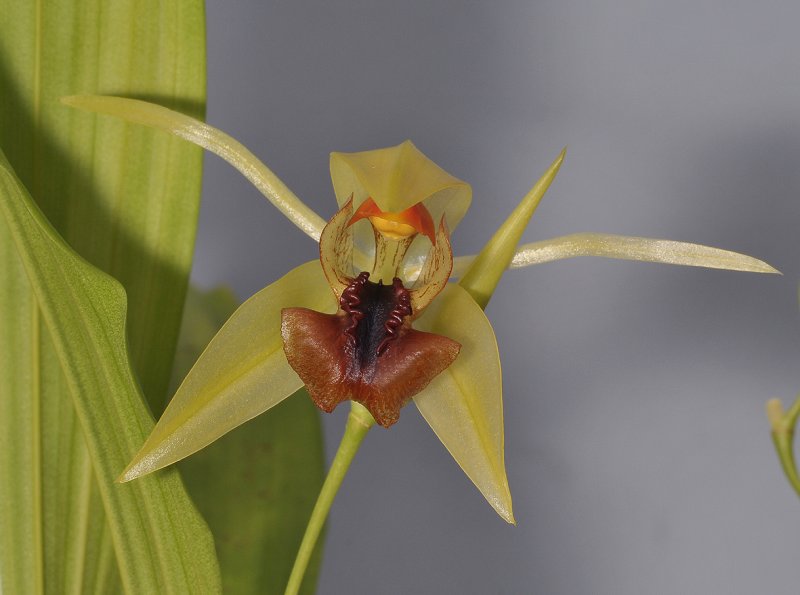 Coelogyne tiomanensis