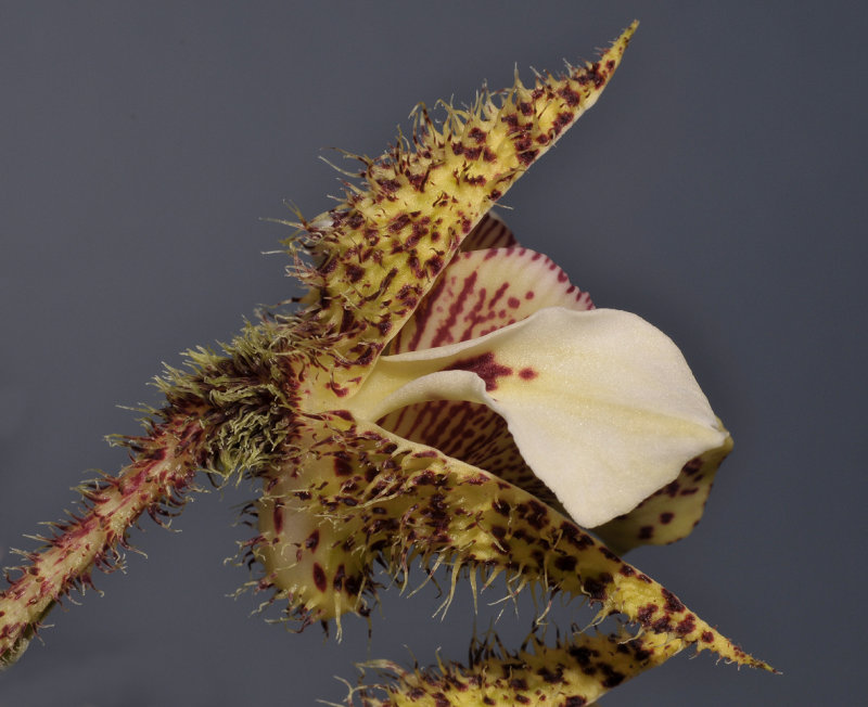 Dendrobium finisterrae. Closer side.