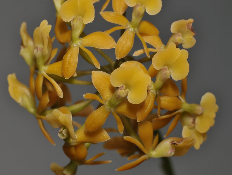 Epidendrum anceps. Closer.