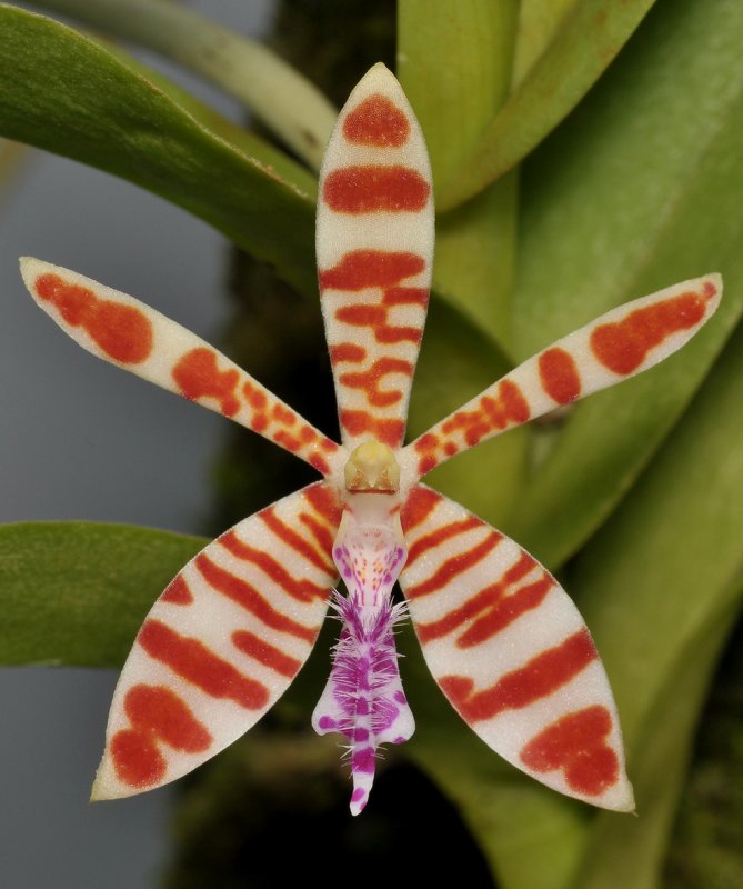 Trichoglottis smithii. Closer.