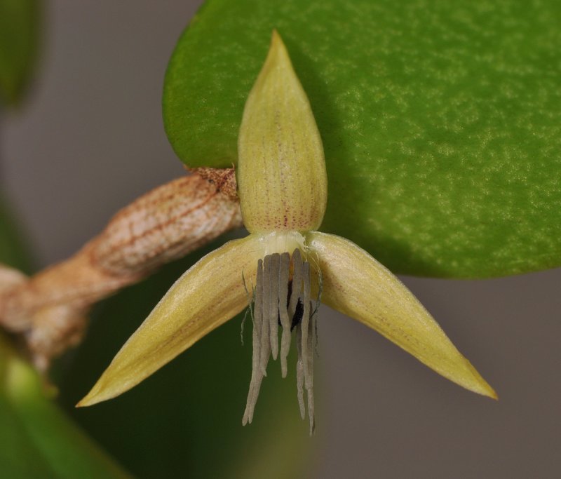 Bulbophyllum nocturnum. Close-up.