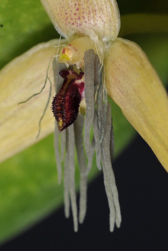 Bulbophyllum nocturnum. Close-up lip and petals side.