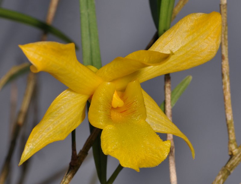 Dendrobium hancockii
