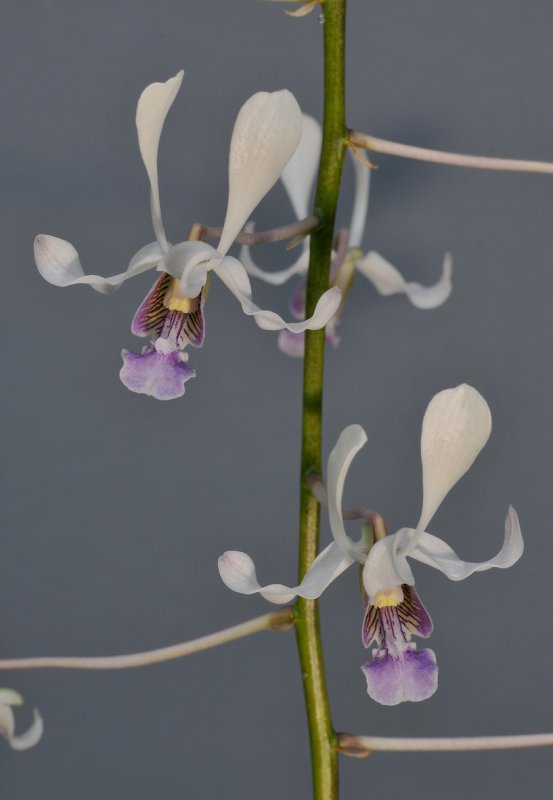 Dendrobium lineale