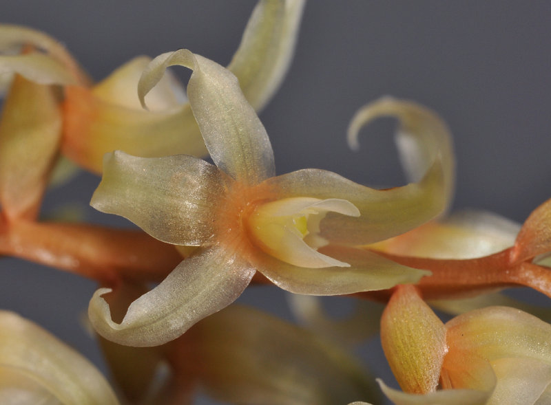 Dendrochilum cootesii. Close-up.