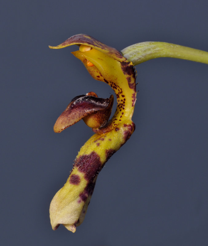 Monomeria barbata. Close-up side.