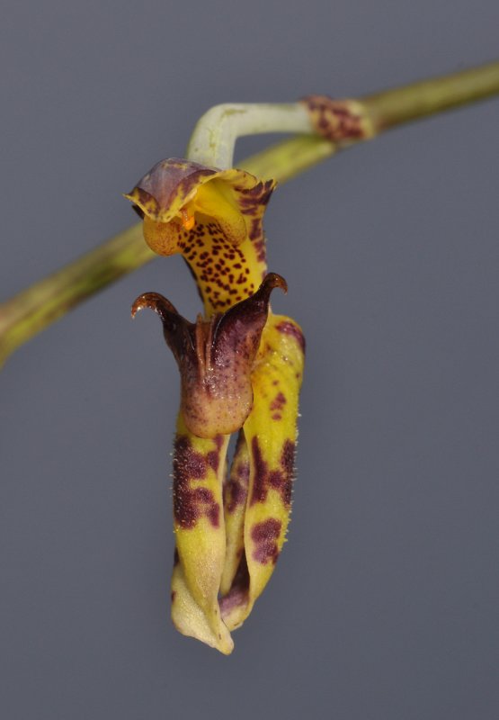 Monomeria barbata. Close-up front.