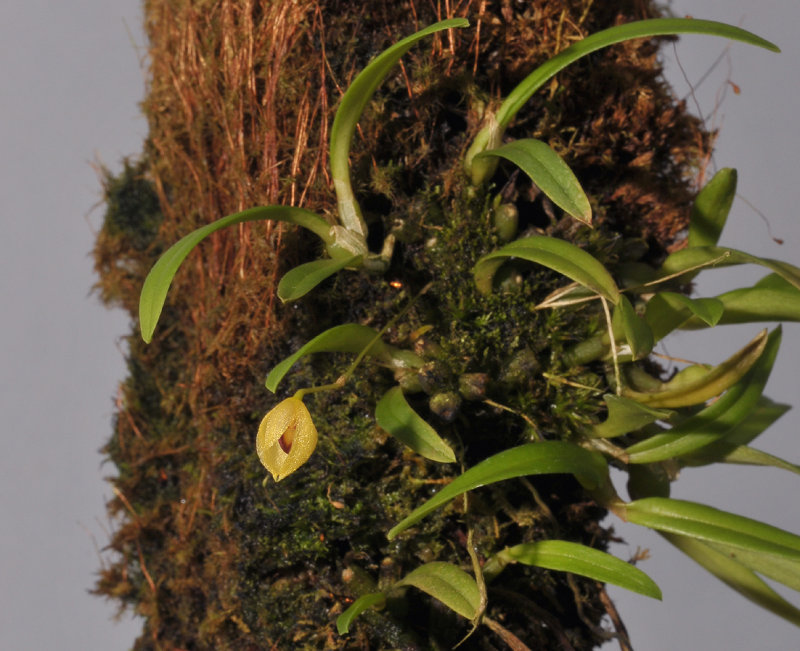 Bulbophyllum amauroloma