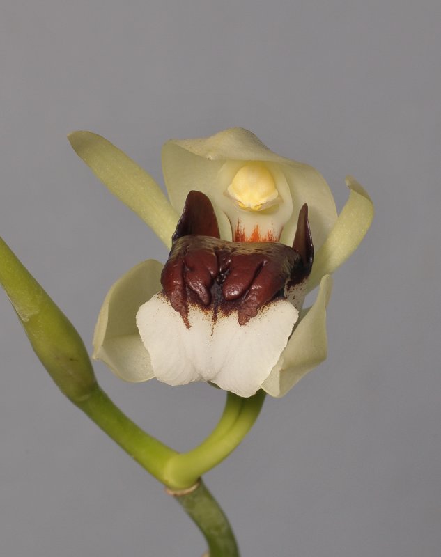 Coelogyne beccarii. Close-up.