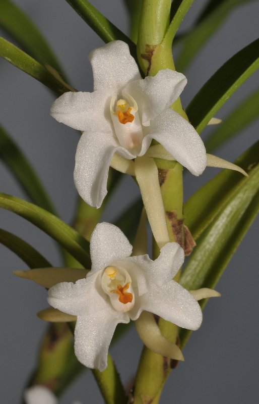 Eria elisheae. Closer.