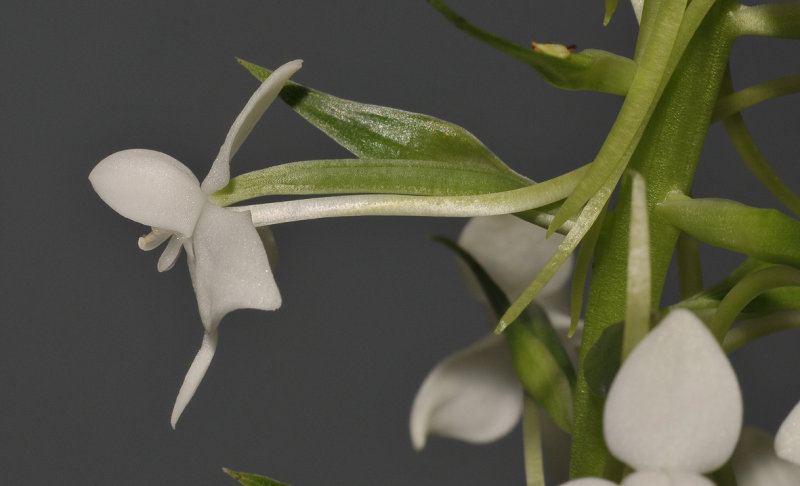 Habenaria leonensis. Close-up side.