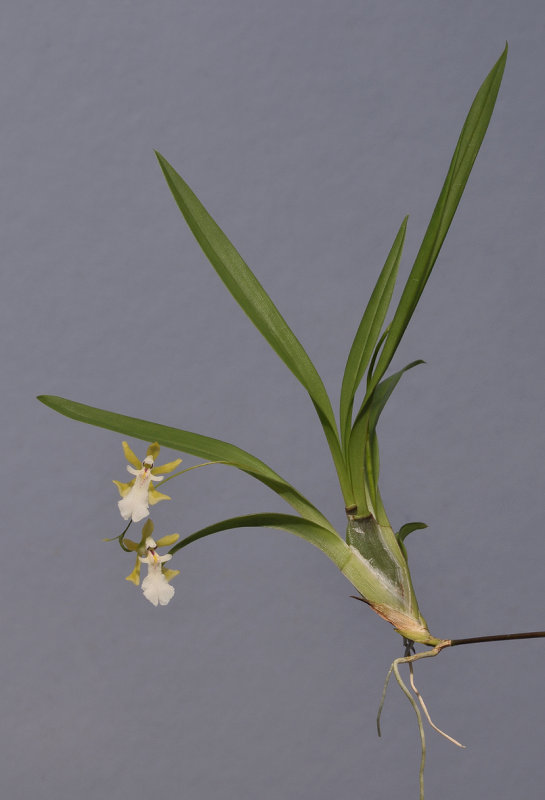 Gomesa eleutherosepala