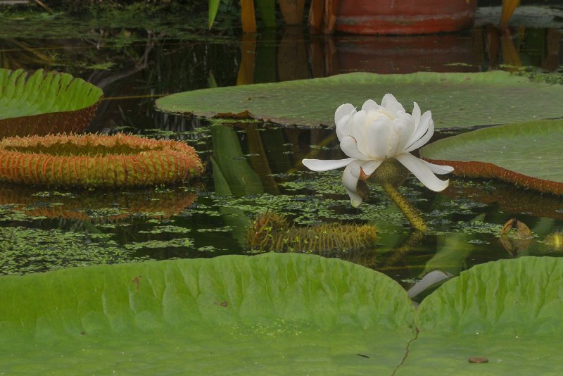 Victoria amazonica