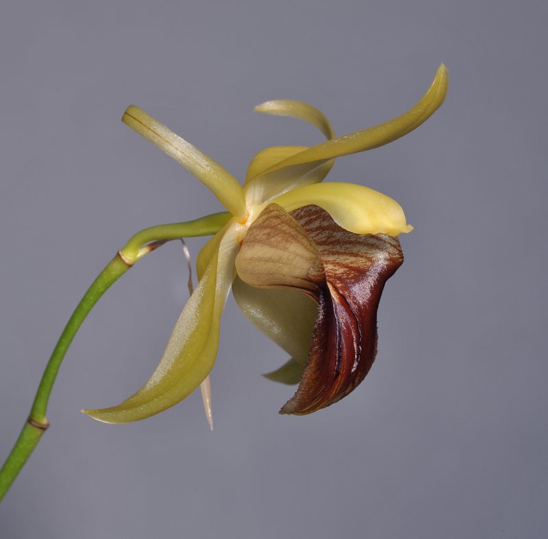 Coelogyne triplicatula. Close-up side.