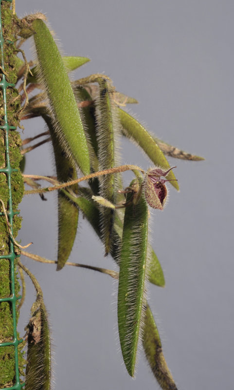 Dresslerella pilosissima