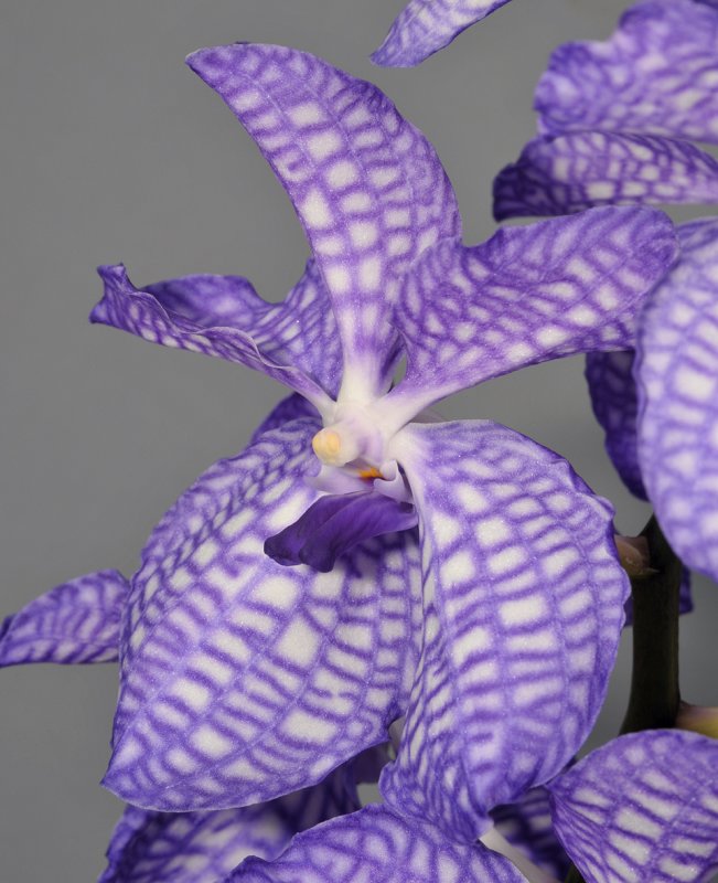 Vanda coerulea Close-up.