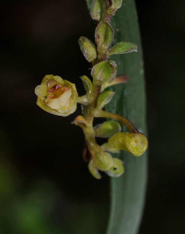 Appendicula sp. Close-up.