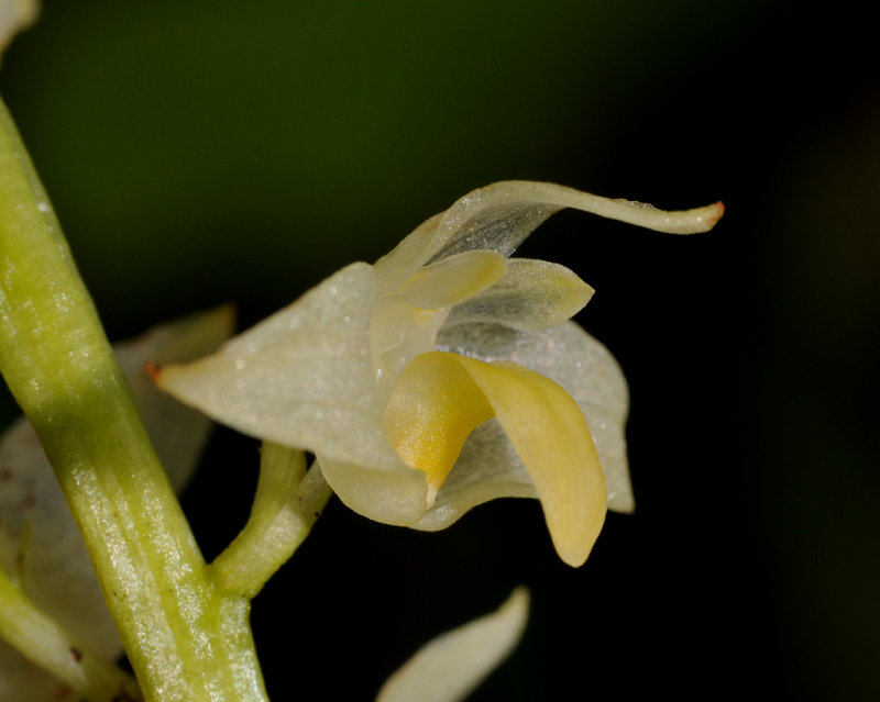 Bulbophyllum sp. Close-up side.