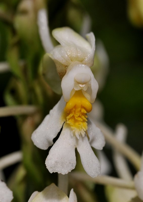 Calanthe lambii. Close-up.