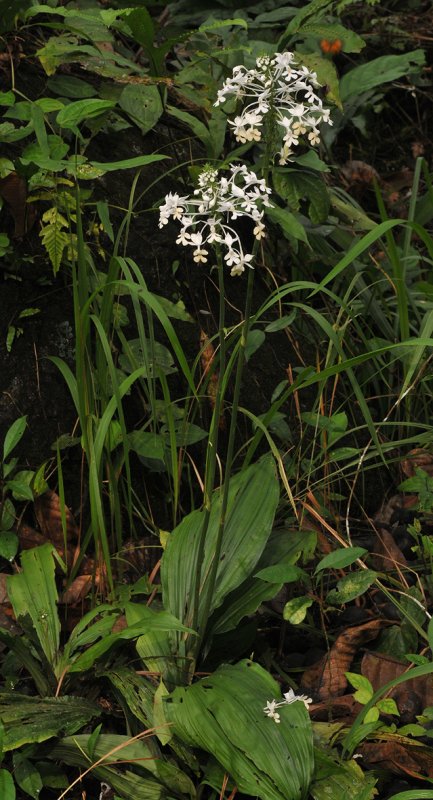 Calanthe triplicata