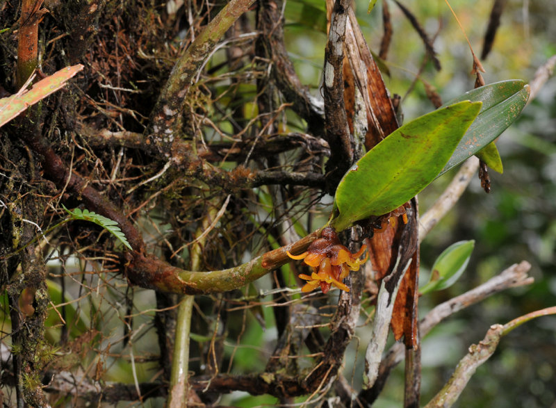 Campanulorchis pseudoleiophylla