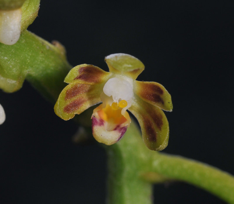 Cleisostoma sp. Closer.