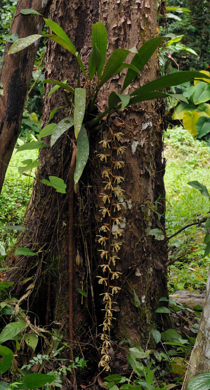 Coelogyne pulverula