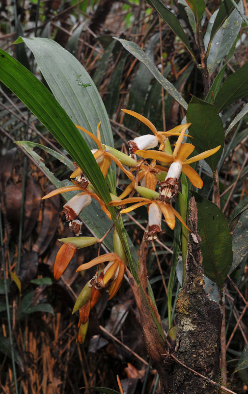 Coelogyne radioferens