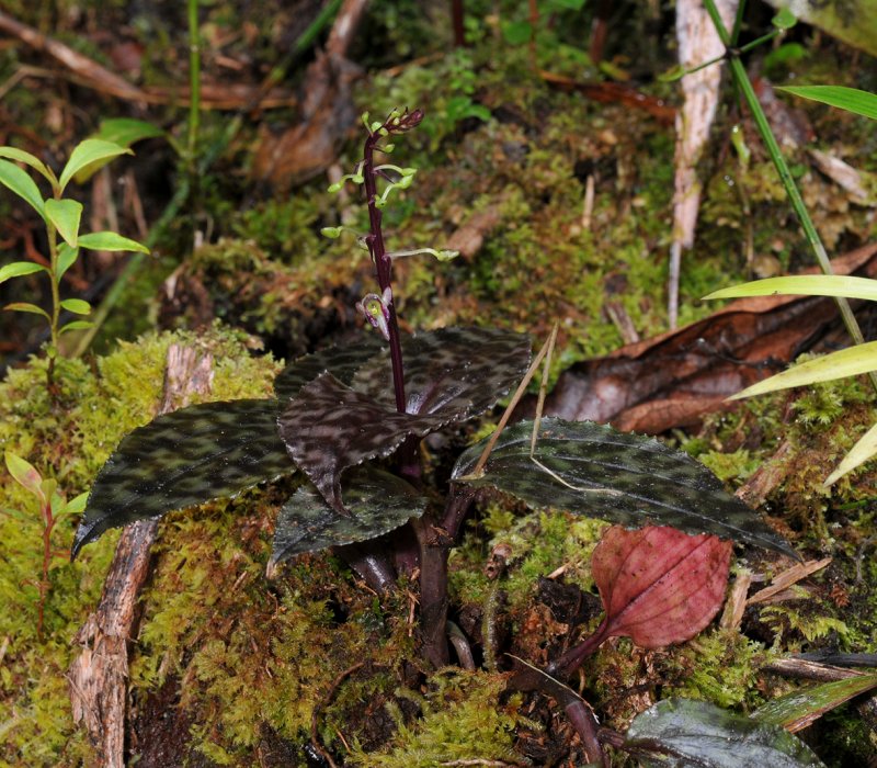 Crepidium maculatum