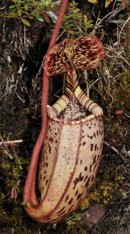 Nepenthes burbidgeae