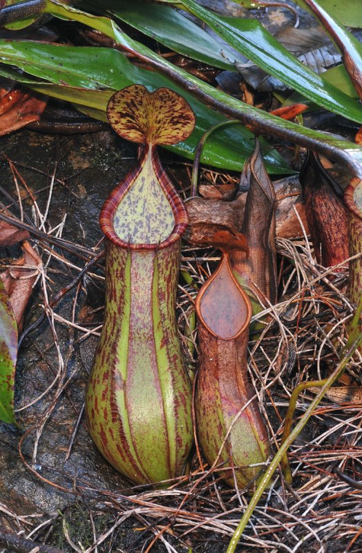 Nepenthes macrovulgaris